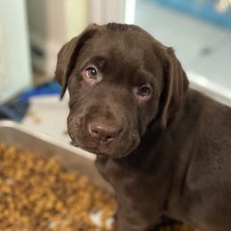 Labrador Retriever Puppies from Liberty Belle Labradors