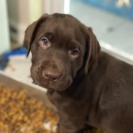 Labrador Retriever Puppies from Liberty Belle Labradors