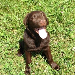 Labrador Retrievers from American Patriot Labradors