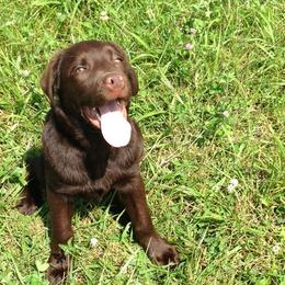 Labrador Retrievers from American Patriot Labradors