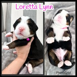 Bernese Mountain Dog Puppies from Red Bridge Berners
