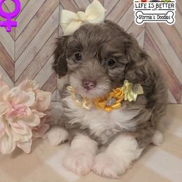 Goldendoodle and Shihpoo Puppies from Bellady's Shihpoos
