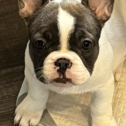 French Bulldog Puppies from The Frenchie Ravine Connection LLC