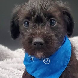 Boy 3 - Black Schnoodle puppy in Leitchfield, Kentucky from Eveleigh Acres Puppies