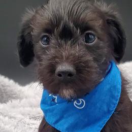 Boy 3 - Black Schnoodle puppy in Leitchfield, Kentucky from Eveleigh Acres Puppies