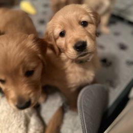 Green Girl - Golden Golden Retriever puppy in Tulsa, Oklahoma from Triple J Goldens, LLC