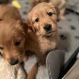 Green Girl - Golden Golden Retriever puppy in Tulsa, Oklahoma from Triple J Goldens, LLC