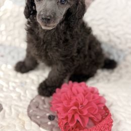 Sterling - Silver female Poodle puppy in Poplarville, Mississippi from Southern Belle Poodles