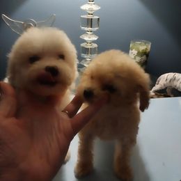 Poodle Puppies from Bloomingdale Toy Poodles