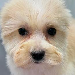 Enya - Tan female Yorkipoo puppy in Lebanon, Kentucky from Mosaic Merle Doodles