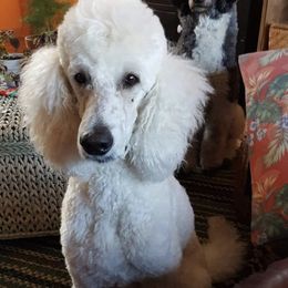 Poodle All Grown Up from Purely Haus Standards