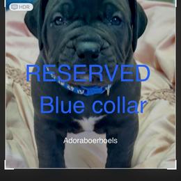 Blue collar boy - Black male Boerboel puppy in Rockford, Illinois from Adoraboerboels