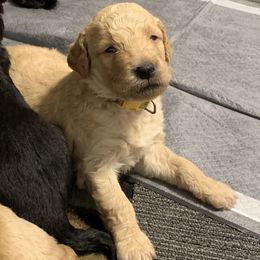 Goldendoodle Puppies from Izzy's Doodles