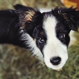Basil - Tri-color male Border Collie puppy in Dewey, Arizona from Fásach Stockdogs