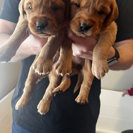 Golden Retriever Puppies from Bright Side Goldens