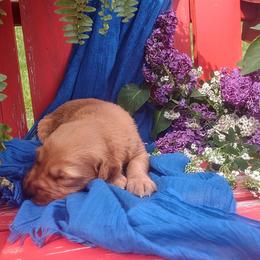 Boy 3 - Golden Retriever puppy in Grand Meadow, Minnesota from Root River Retrievers