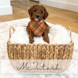 McIntosh - Red  male Goldendoodle puppy in Bell Buckle, Tennessee from Precious Puptown Doodles