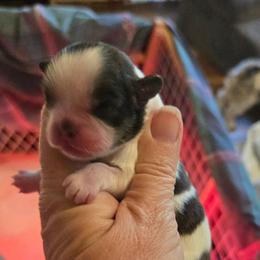 Girl tri colored.  Brindlely - Tricolor female Shih Tzu puppy in Missouri from Farm Animal Mommy Shih tzu's Michalek Dog Breeder