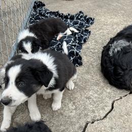 Border Collie Puppies from Roaring River Border Collies