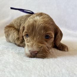 Sparkle - Sable and white female Cockapoo puppy in Adrian, Oregon from ApplebyFarm