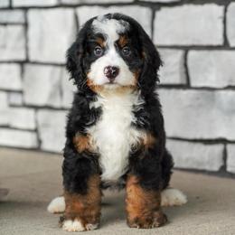 Jones (socialization program student) - Tri-color male Bernedoodle puppy in Dundee, Ohio from Down Home Doodle