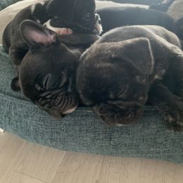 French Bulldog Puppies from Luna and London’s Puppies