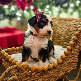 Gumdrop - Tri-color female Bernedoodle puppy in Russell Springs, Kentucky from 270 Doodles
