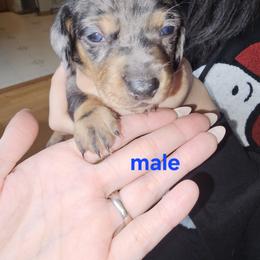 Snickers - Dapple male Dachshund puppy in Sturtevant, Wisconsin from Nicole Rios