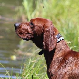 Silas - Redbone Coonhound