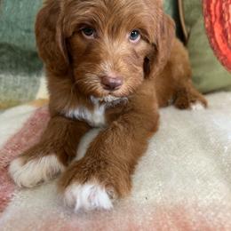 Honey - Red  female Goldendoodle puppy in Ottawa, Ohio from Simply Beautiful Goldendoodles