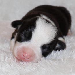 Hershey - Black and tan male Pembroke Welsh Corgi puppy in Arcanum, Ohio from Weissway Corgis