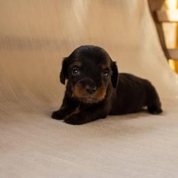 Runt - Black and tan male Dachshund puppy in Excel, Alabama from CJ’s Little Palace