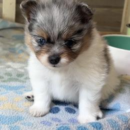 Faith - Blue merle female Pomeranian puppy in Waller (Northwest Of Houston), Texas from Blue Cottage Pomeranians