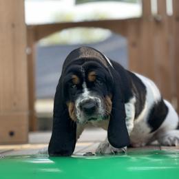 Basset Hound Puppies from Staci Sills