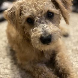 Schnoodle Puppies from Noodle Tings Puppies