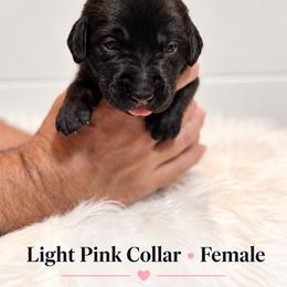 Light pink collar female - Black female Labrador Retriever puppy in Imperial, Missouri from Kalkbrenner's Labrador Retrievers