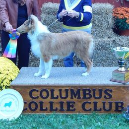 Collies from Tammie Jacobs