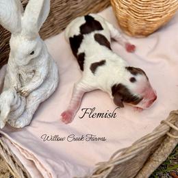 Flemish - Liver white and tan male English Springer Spaniel puppy in Uvalda, Georgia from Willow Creek Farms