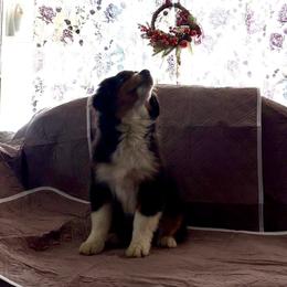 Charlie - Black tri male Miniature American Shepherd puppy in Garysburg, North Carolina from Schaefer's Miniature American Shepherds