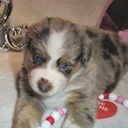 Joy - Red merle female Australian Shepherd puppy in Peach Bottom, Pennsylvania from Arcadia Australian Shepherds