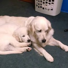 Golden Retriever Puppies from All by grace goldens