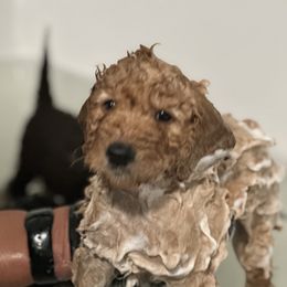 Goldendoodle Puppies from Diverse Nurturing Affectionate Doodle Kennel