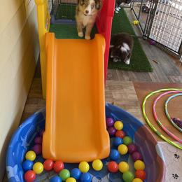 Miniature Australian Shepherd Puppies from Integrity Aussies Tx