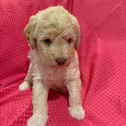 Belle-Cream Princess - Cream female Labradoodle puppy in Churchill County Fallon, Nevada from Card Family Ranch