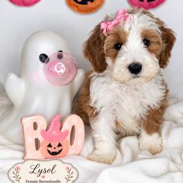 Lysol - Red female Bernedoodle puppy in Otisville, Michigan from Danie’s Darling Doodles LLC
