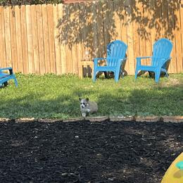 Pembroke Welsh Corgi Puppies from Zugspitze Corgis
