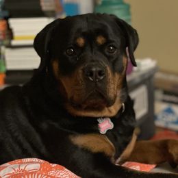 Wynnie - Rottweiler