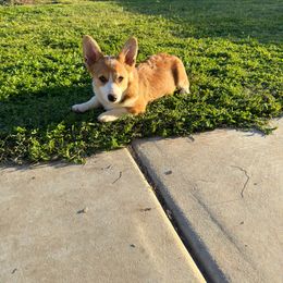Red Girl - Red Pembroke Welsh Corgi puppy in Fresno, California from Grey Bria Corgis