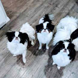 Japanese Chin All Grown Up from Musashi Japanese Chin