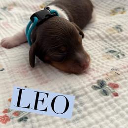 Leo - Piebald male Dachshund puppy in Staley, North Carolina from Langley Farms Dachshunds